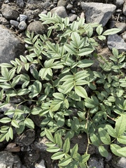 Glycyrrhiza lepidota