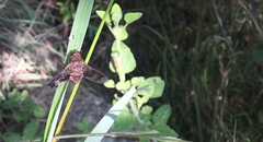 Exoprosopa pueblensis