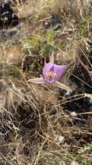 Calochortus macrocarpus