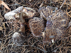 Rhacodium