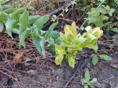 Arctostaphylos andersonii