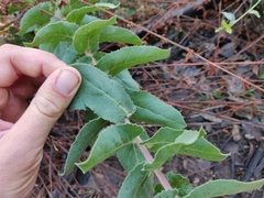 Arctostaphylos andersonii
