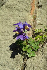 Aquilegia flabellata