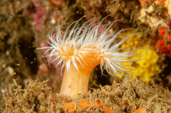 Anthothoe albocincta