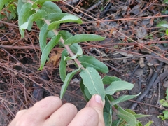 Arctostaphylos andersonii