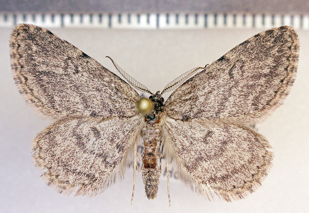 Long-palped Mycterophora