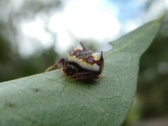 Poecilopachys australasia