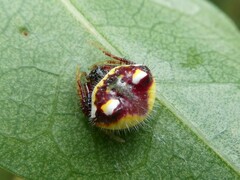 Poecilopachys australasia