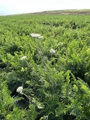 Daucus carota sativus