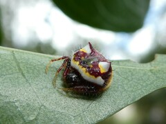 Poecilopachys australasia