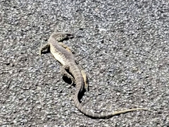 Varanus gouldii