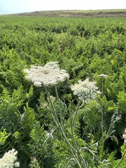 Daucus carota sativus