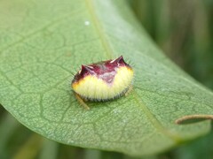Poecilopachys australasia