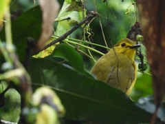 Iole indica