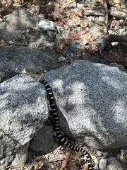 Lampropeltis zonata