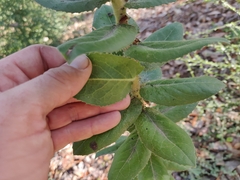 Arctostaphylos andersonii