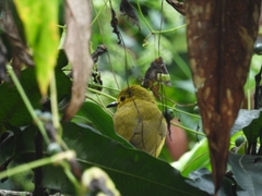 Iole indica