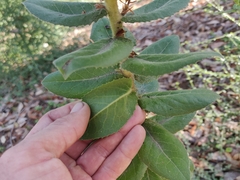 Arctostaphylos andersonii