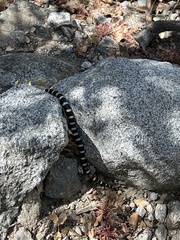 Lampropeltis zonata