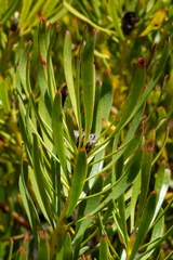 Leucadendron platyspermum