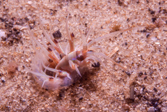 Diopatra dentata