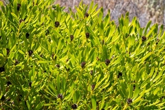 Leucadendron platyspermum