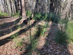 Arctostaphylos andersonii