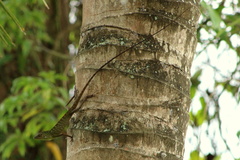 Bronchocela cristatella