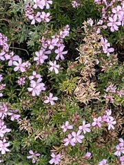 Frankenia pauciflora