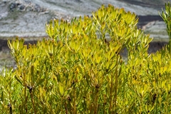 Leucadendron platyspermum