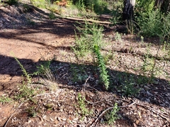 Arctostaphylos andersonii