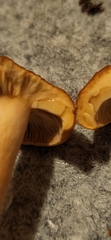 Lactarius rubidus