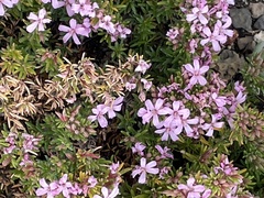 Frankenia pauciflora