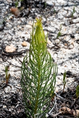 Leucadendron platyspermum
