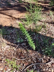 Arctostaphylos andersonii