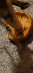 Lactarius rubidus