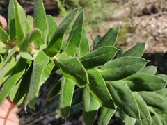 Arctostaphylos andersonii