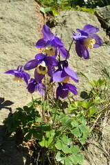 Aquilegia flabellata