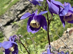 Aquilegia flabellata