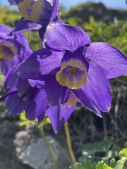 Aquilegia flabellata