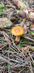 Lactarius rubidus