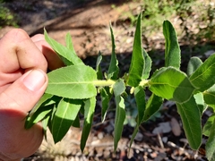 Arctostaphylos andersonii