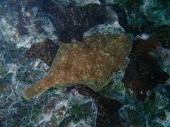 Lepidopsetta bilineata