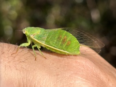 Chlorocysta vitripennis