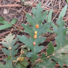 Xanthoteras eburneum