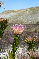 Protea compacta