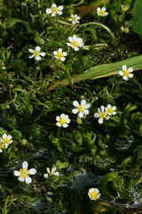 Ranunculus ashibetsuensis