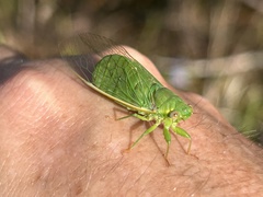 Chlorocysta vitripennis