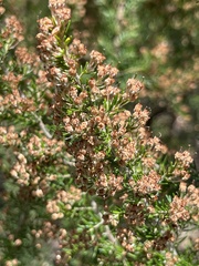 Erica arborea