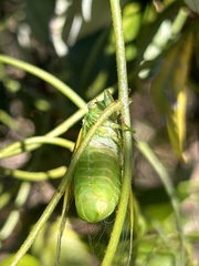 Chlorocysta vitripennis